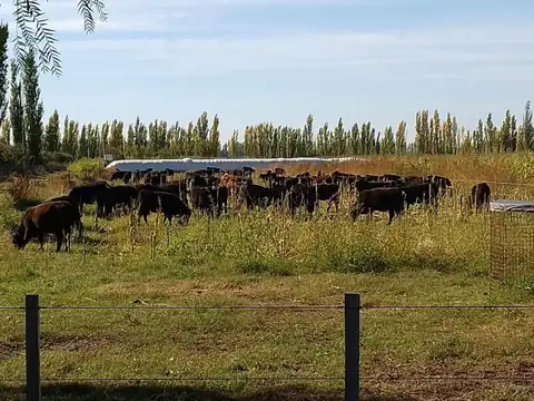 Campo - San Rafael