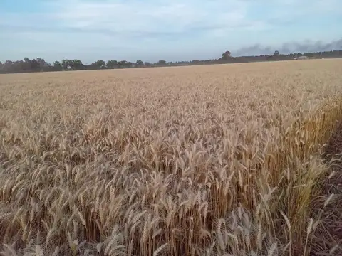 CAMPO ZONA RURAL SOLDINI 6HAS  AGRICOLAS