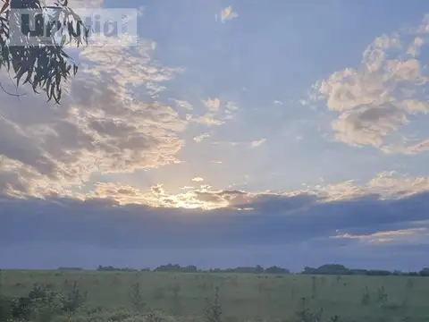 Campo en venta, Enrique Fynn