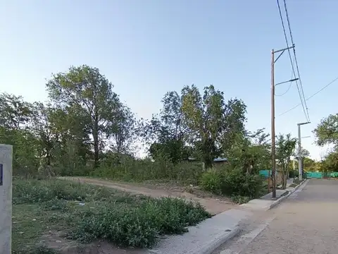 Jacaranda 1000