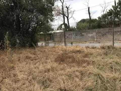 Coligüe  9100