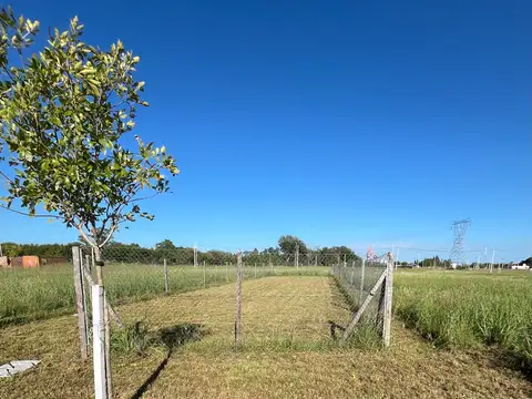 Los ciruelos al 100