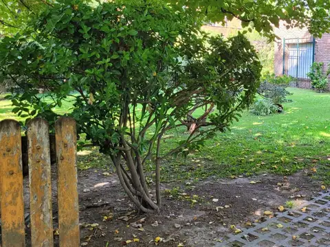 Alejandro Vitale 500