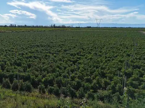 FINCA PRODUCTIVA EN VENTA EN MENDOZA