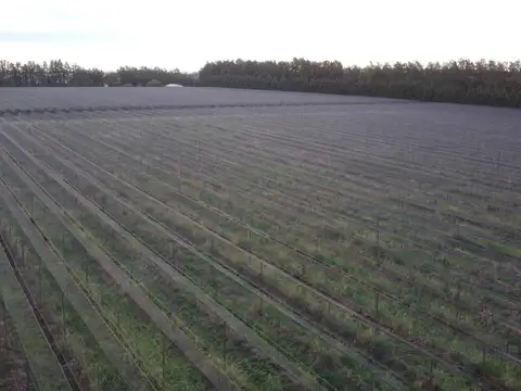 17 hectáreas con producción de kiwi