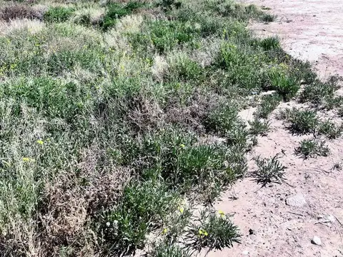 Ruta Provincial 82 y Roque Saenz Peña