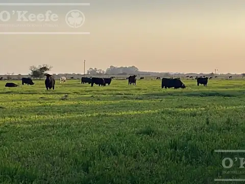 Campo en venta de 344 has en Dolores  