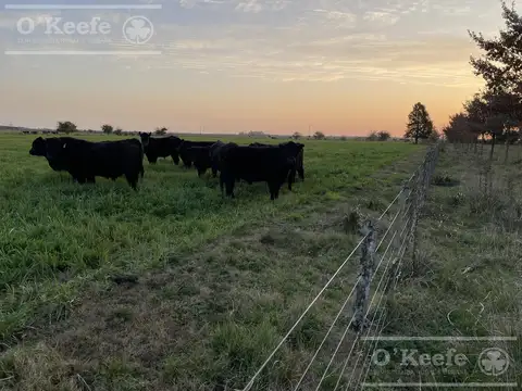 Campo en venta de 344 has en Dolores !!!