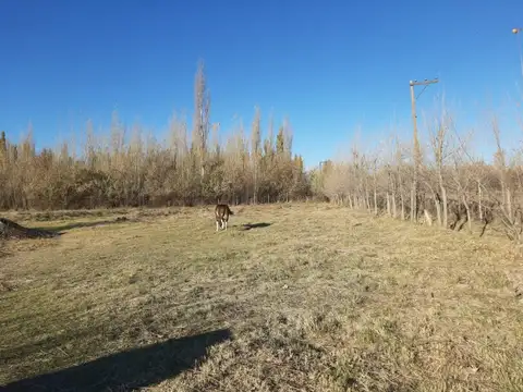 Chacra en Blanco en Venta, General Roca