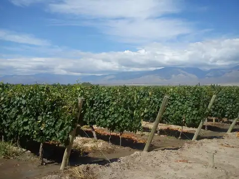 FINCA EN VENTA VALLE DE UCO -VISTAFLORES- Y PROYECTO INMOBILIARIO CON TOUR VIRTUAL