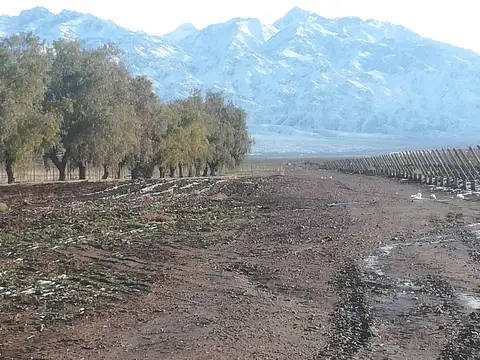 FINCA EN VENTA VALLE DE UCO -VISTAFLORES- Y PROYECTO INMOBILIARIO CON TOUR VIRTUAL