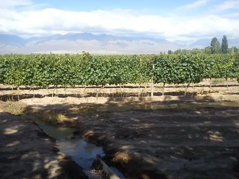 FINCA EN VENTA VALLE DE UCO -VISTAFLORES- Y PROYECTO INMOBILIARIO CON TOUR VIRTUAL