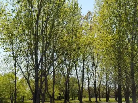El Nacional Club de Campo 100