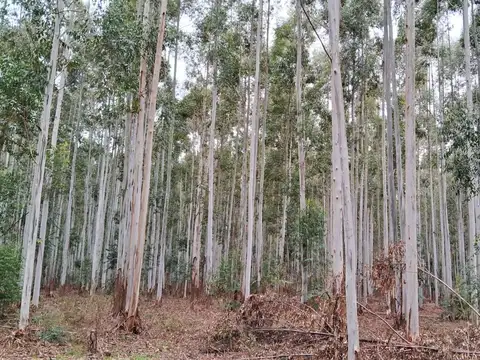 Campo en Los Charruas