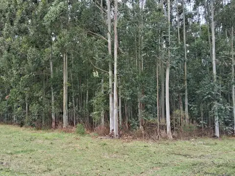 Campo en Los Charruas