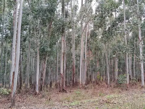 Campo en Los Charruas