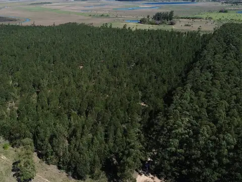 Campo en venta en Colonia Pando