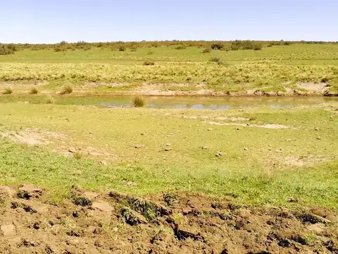 889 ha Campo ganadero. San Germán, Puán, Bs. As.