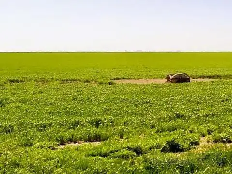 889 ha Campo ganadero. San Germán, Puán, Bs. As.