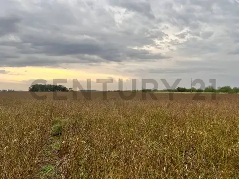 Venta campo de 127 Ha, Clason, Santa Fe