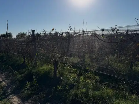 VENTA FINCA EN PRODUCCIÓN JUNÍN MENDOZA