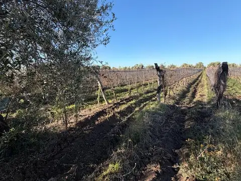 VENTA FINCA EN PRODUCCIÓN JUNÍN MENDOZA