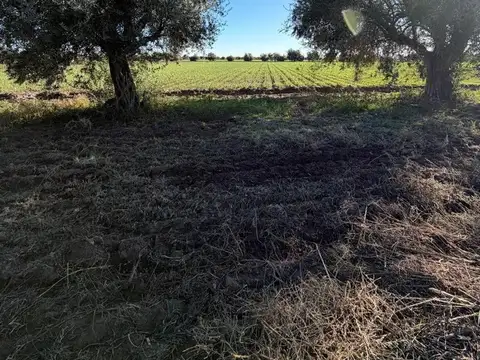 VENTA FINCA EN PRODUCCIÓN JUNÍN MENDOZA
