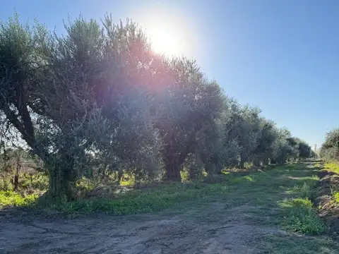 Ruta Provincial 65