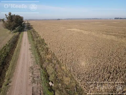 Campo en venta de 217 has en Rosario