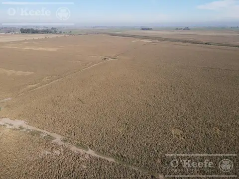 Campo en venta de 217 has en Rosario