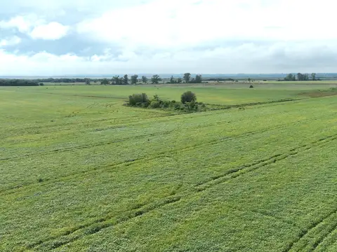 Campo mixto en Los Cardales