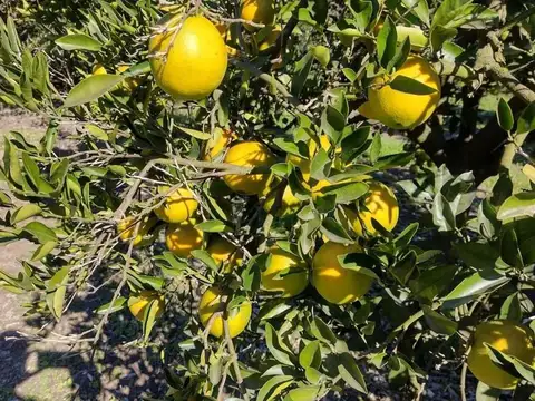 22 hectáreas con monte de cítricos y casco