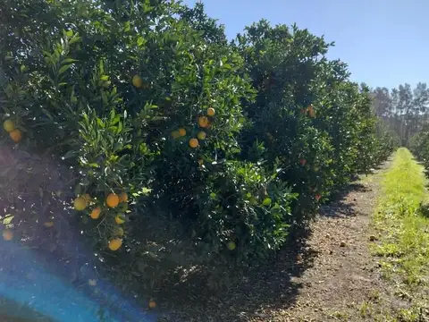 22 hectáreas con monte de cítricos y casco