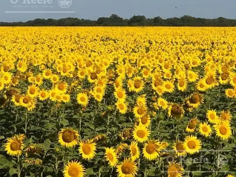 Campo en venta de 31000 Has en Santa Fe