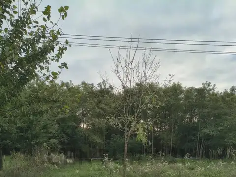 Los Plátanos e/ Los Tilos y Liquidambar