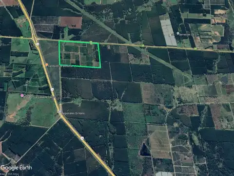 Establecimiento citrícola en venta – 75 hectáreas