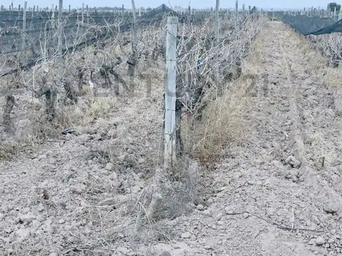 ruta 33 100