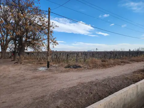 Venta de finca en Lavalle, en producción. (41 Ha.)