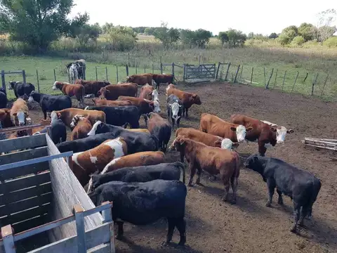 Cuarta Sección Islas del Ibicuy Distrito Ceibas
