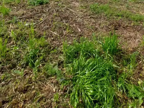 Ernesto Scott  al 600