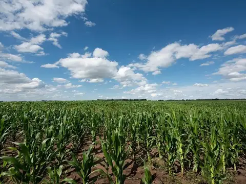 Campo 100 hectáreas Agrícolas Ramallo