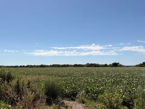 Campo 100 hectáreas Agrícolas Ramallo
