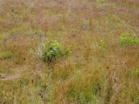 Remax vende terreno INCULTO en TUPUNGATO.