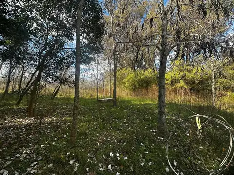 Campo en Venta Forestal