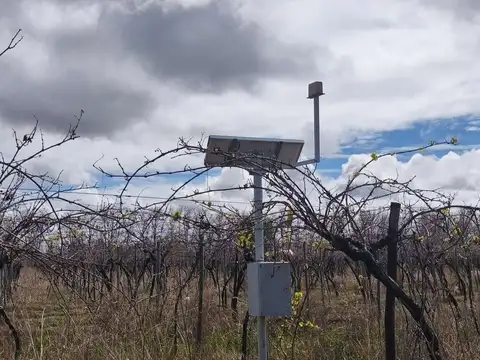 Chacra en Venta 4 Has San Carlos Valle de Uco