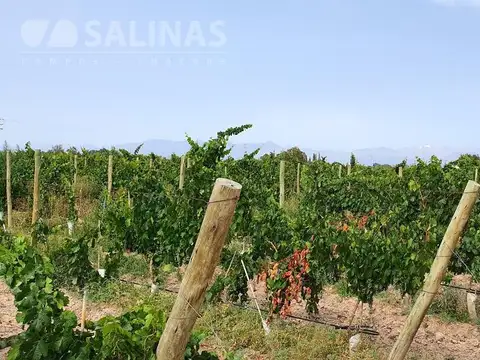 Campo en Venta de 30  ha