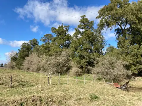 Campo - Las Flores