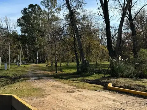 LOS PINOS - LOS PINOS II 100