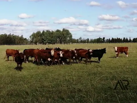 Venta De Campo Productivo De 42 Ha + 2 Casas Con Barbacoa