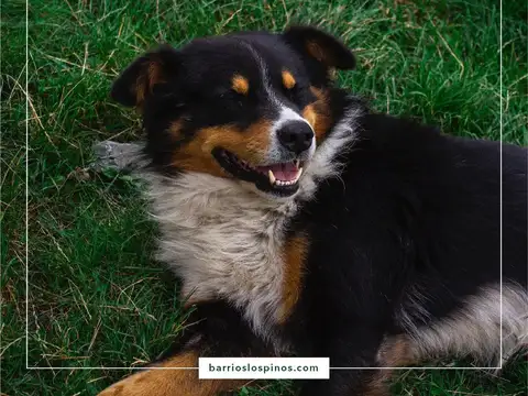 Terreno en Venta en Monte Flores, USD 21.000